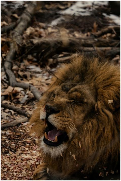 Close-up of a powerful male lion roaring in its na