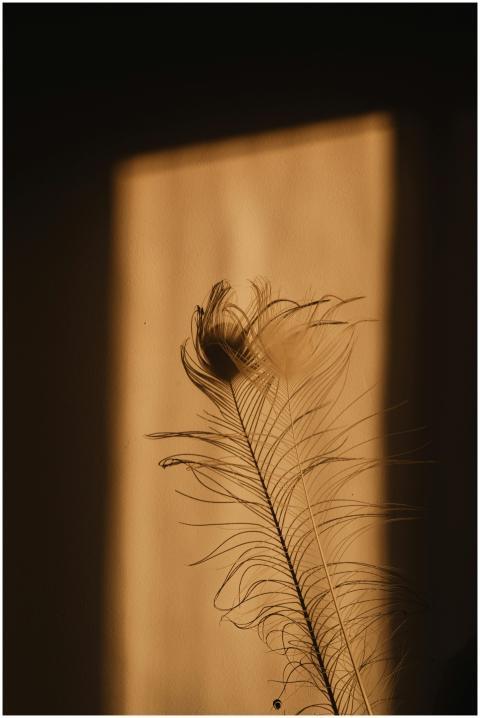 Artistic silhouette of a feather highlighted by su