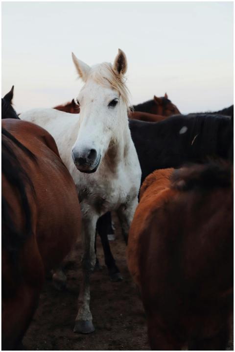 A striking white horse stands among a herd of mixe