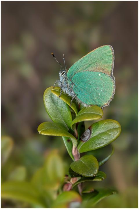 Macro shot of a vibrant green hairstreak butterfly