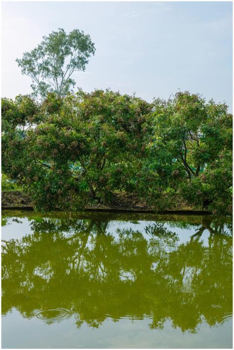 Tranquil pond reflecting lush green trees under a