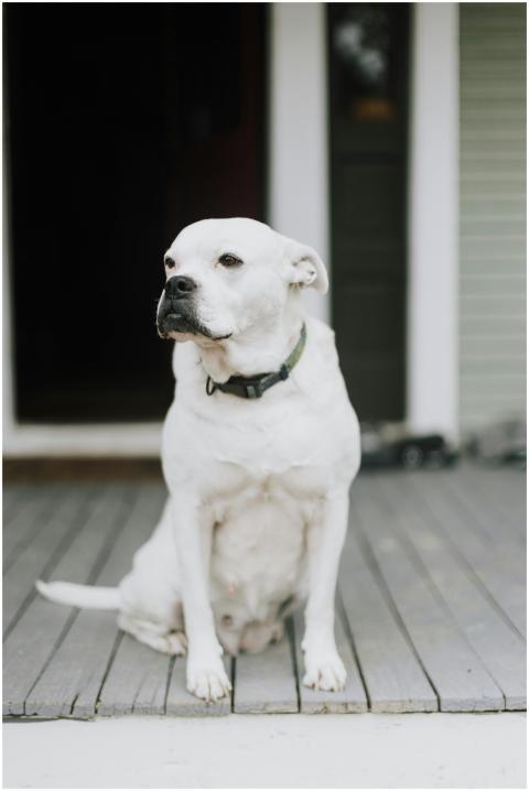 White dog with collar sitting on a wooden porch of
