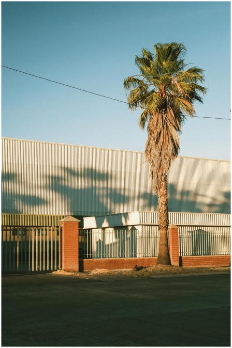 A lone palm tree casts a shadow on an industrial b