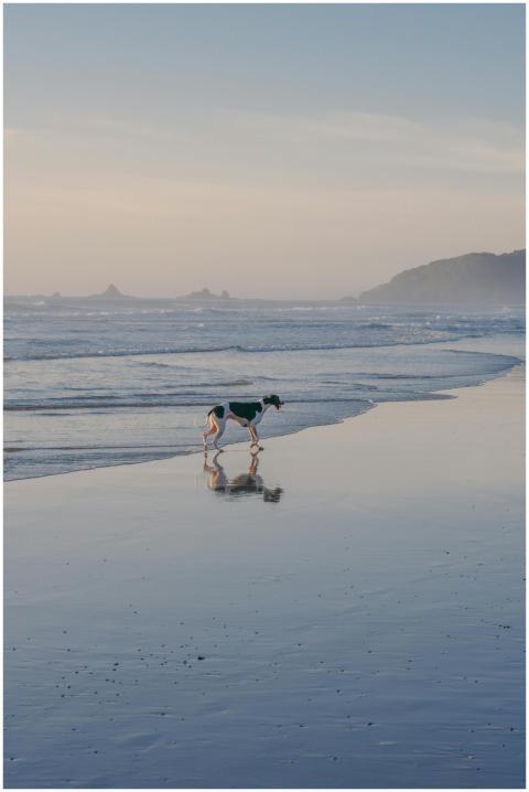 A serene scene of a dog walking along the beach at