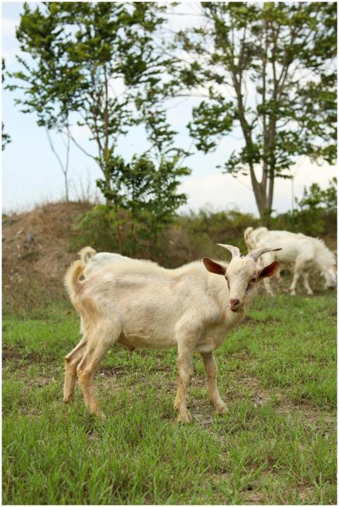 Tranquil image of goats grazing in a rural landsca