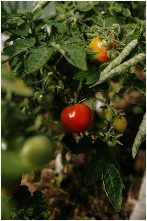 Close-up of ripe organic tomatoes on the vine, sho