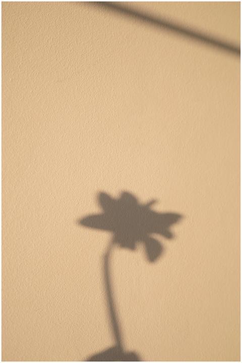 Abstract shadow of a flower cast on a beige wall i