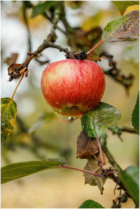 A vibrant apple hanging from a tree branch on a de