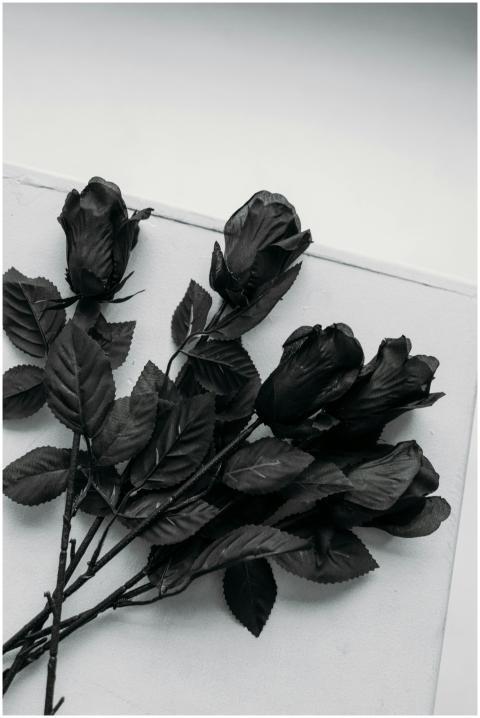Artistic black roses on a white surface, creating