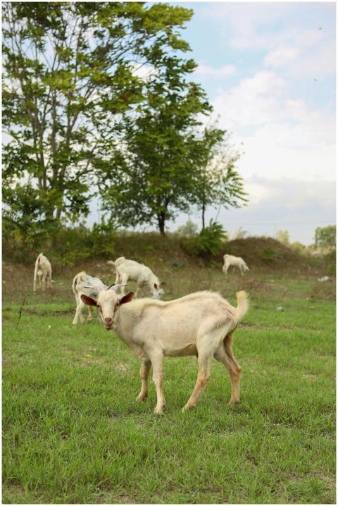 A serene scene of goats grazing on a lush green pa