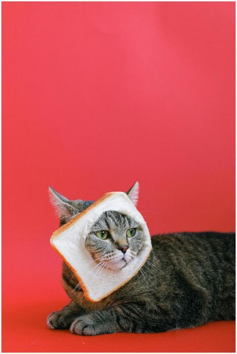 Adorable tabby cat with a bread slice collar posin
