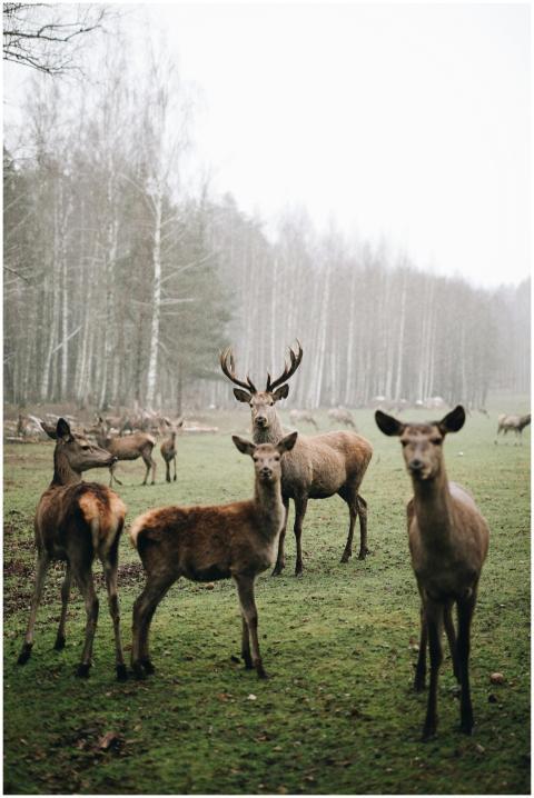 A serene herd of deer in a lush Lithuanian forest