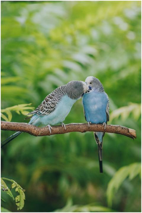 Two blue parakeets perched on a branch, showing af