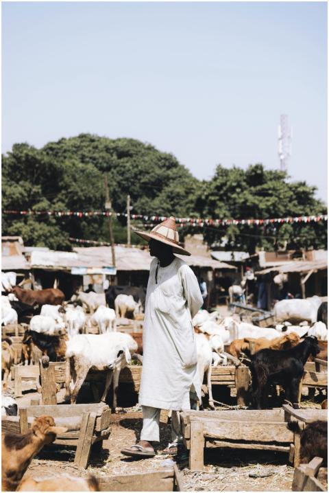 Market Scene Herder Among