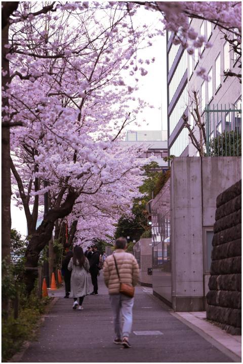 Cherry blossoms line a bustling sidewalk in Tokyo,