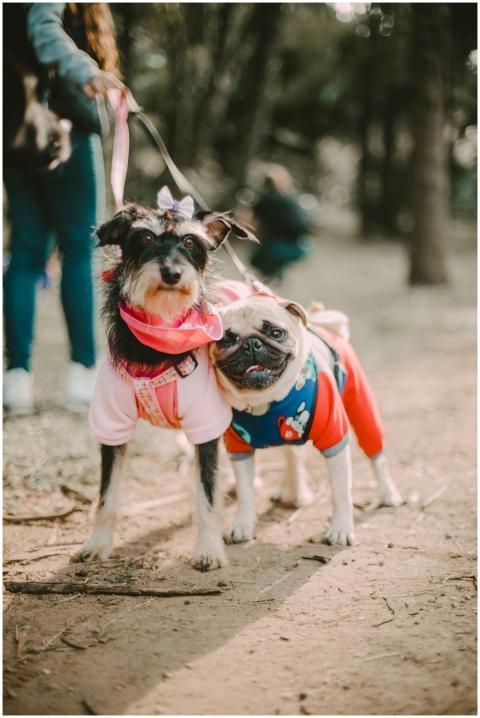Two adorable dogs in colorful outfits enjoying a w