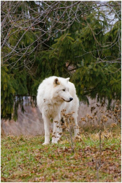 A lone Arctic wolf standing in the forest, showcas