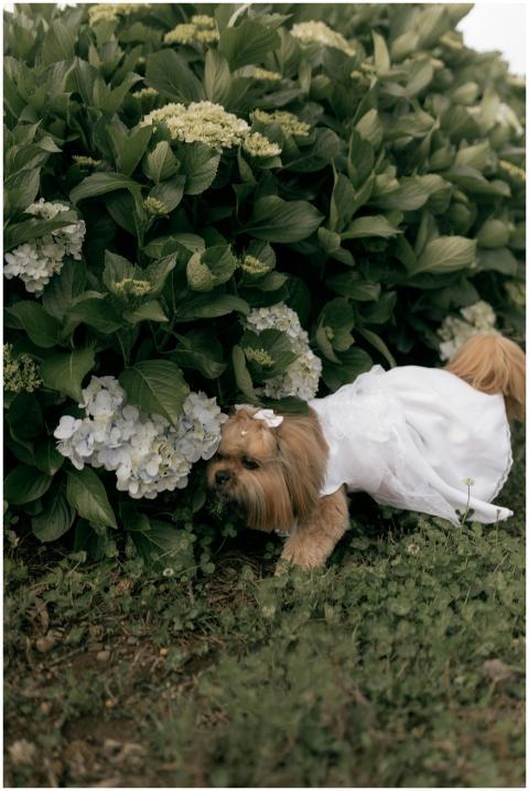 Cute dog wearing a white dress near a lush hydrang