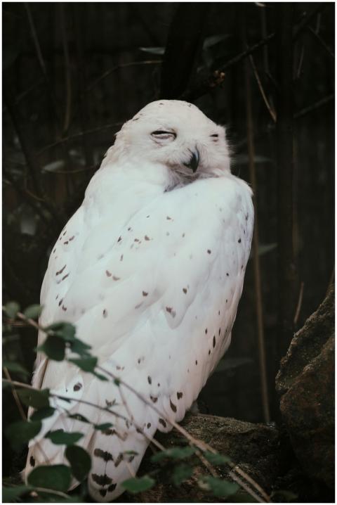 A serene snowy owl perched amidst the forest folia