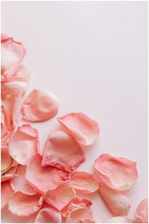 From above closeup of pink petals rose heap in arr