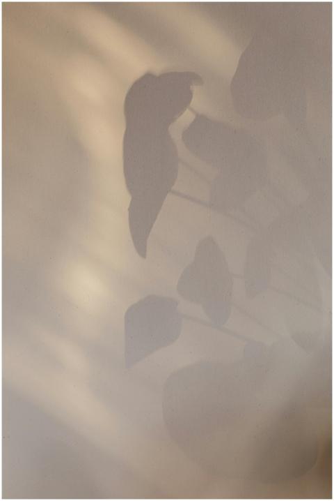 Abstract background of home plant leaves shadow on