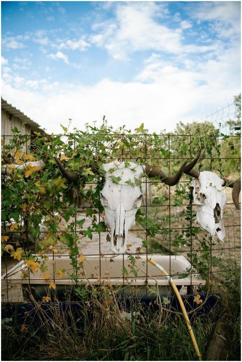 Bull skulls hang on a wire fence in a rustic Spani