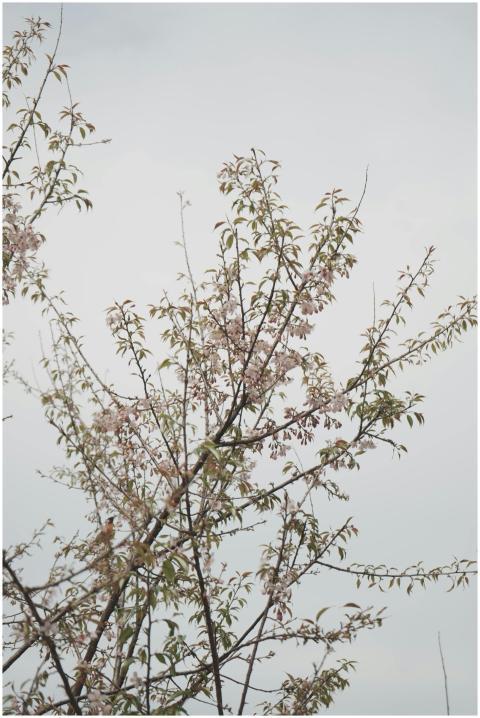 Blooming Cherry Blossom Tree