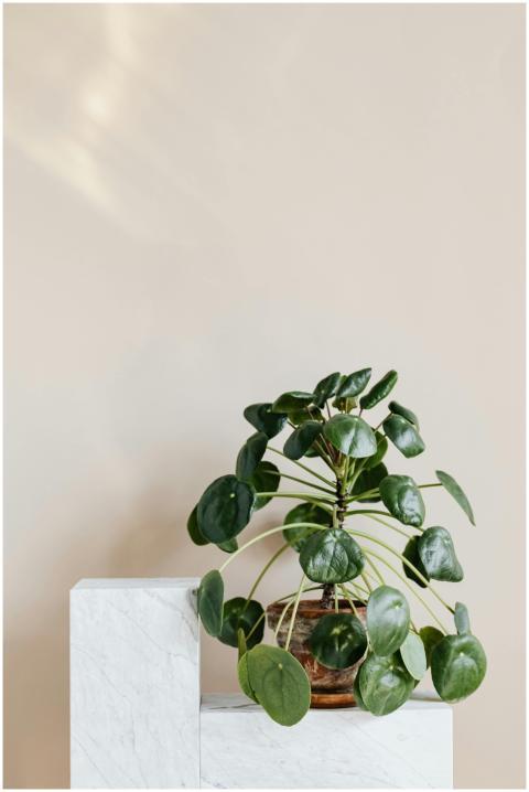 Minimalist indoor decor featuring a Pilea peperomi