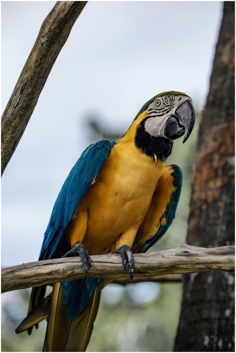 Vibrant blue and gold macaw sitting on a tree bran