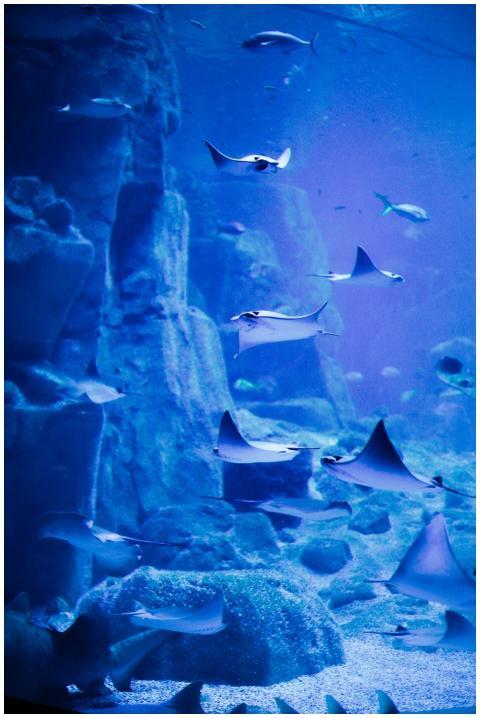 Stingrays gracefully swimming in a blue-lit aquari
