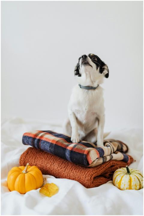 Adorable puppy on plaid blankets surrounded by fal