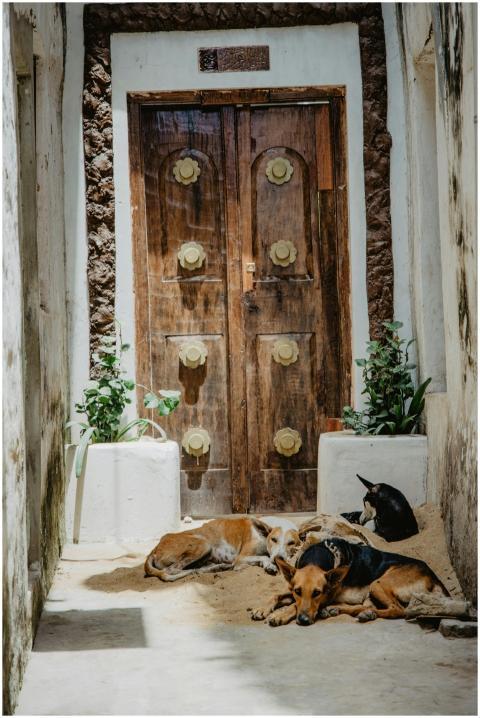 A group of dogs resting peacefully near an ornate