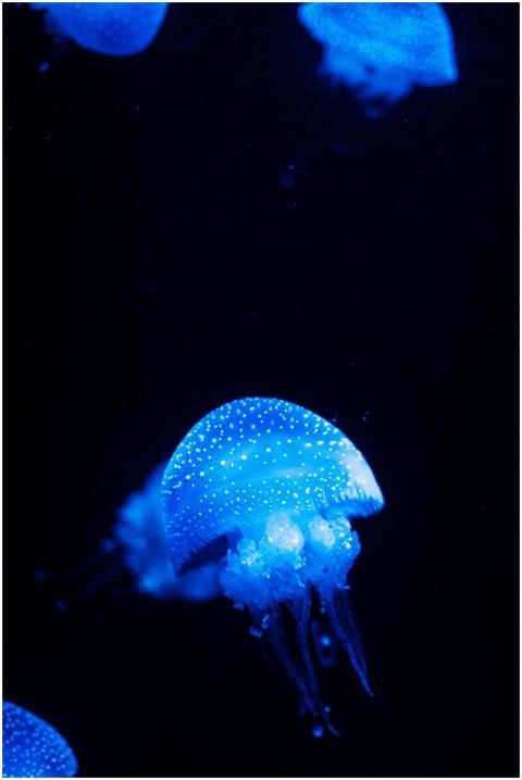 A stunning close-up of blue jellyfish swimming gra