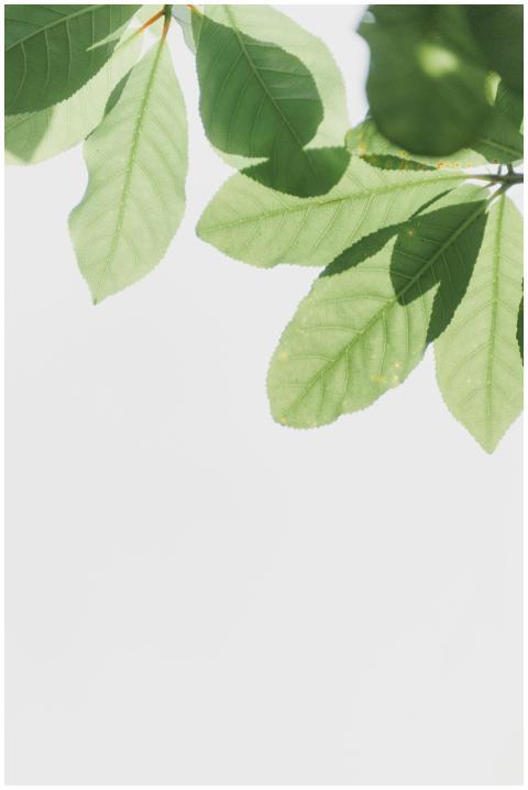 Bright green leaves against a clear sky, showcasin