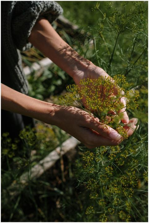 Hands gently harvesting fresh dill in an outdoor g