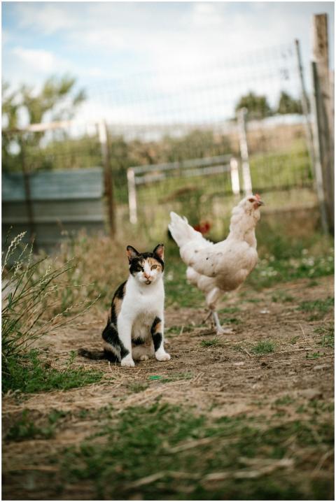A cat and hen share a peaceful moment in a sunny f