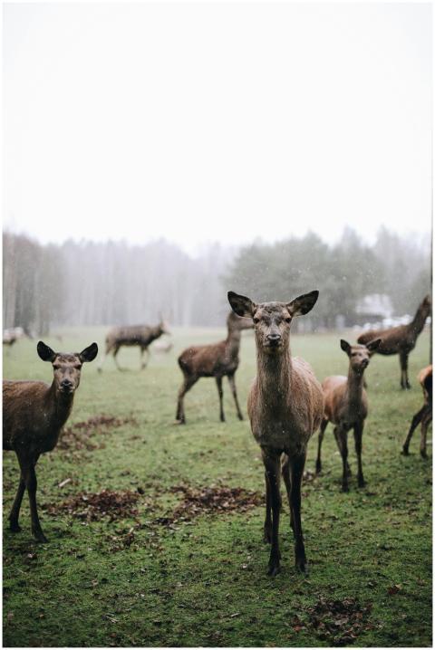 A serene herd of deer stands in a misty field, cap