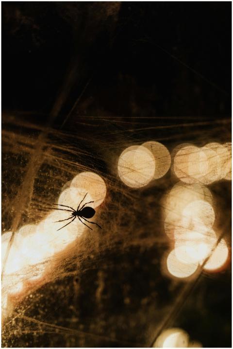 Silhouette of a spider on a web with dramatic boke