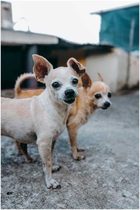 Two chihuahua dogs standing outdoors on a concrete
