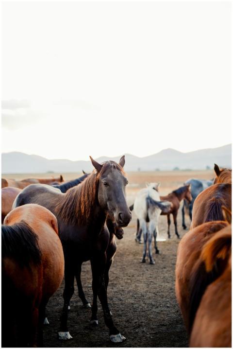 Wild horses grazing in a serene field in Kayseri,