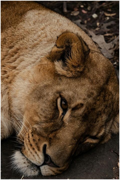 A serene close-up of a lioness resting outdoors, s