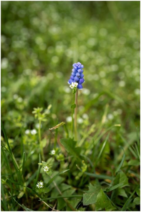 A close-up of purple grape hyacinth blooming amids