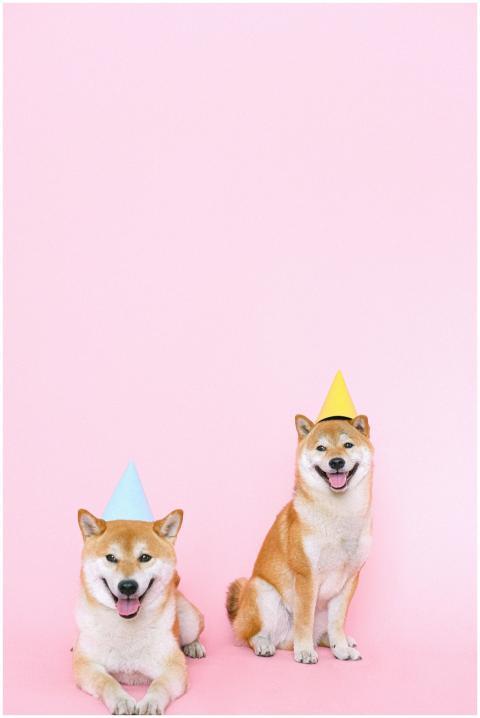 Two happy Shiba Inu dogs wearing party hats on a p
