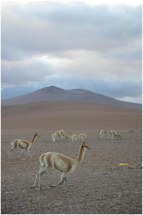 A herd of vicunas roaming in the arid Atacama Dese