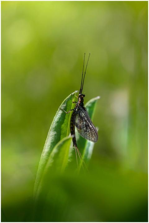 Close-up of a mayfly with delicate wings resting o