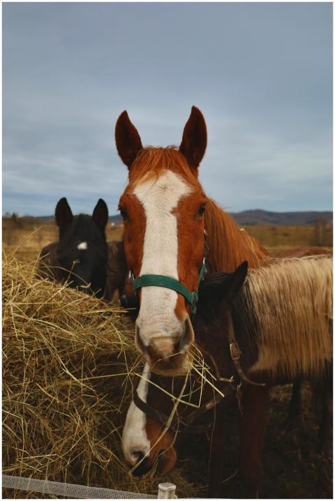 Portrait of three horses eating hay outdoors, high