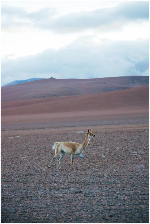 A vicuna calmly walking through the rocky terrain