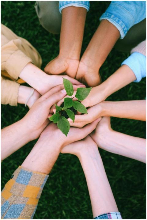 Hands united around a plant symbolizing teamwork a