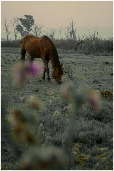 A serene scene of a brown horse grazing in a misty