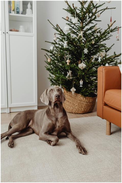 A Weimaraner dog relaxing on a rug in a cozy livin